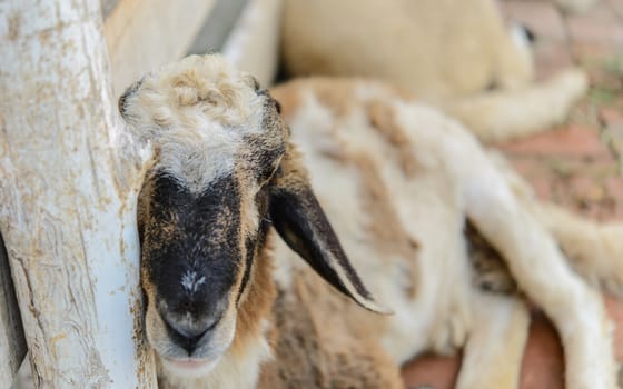 Closeup sheep in farm.Soft focus