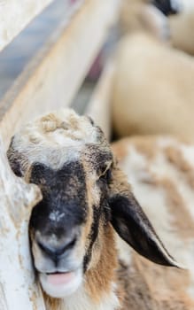 Closeup sheep in farm.Soft focus