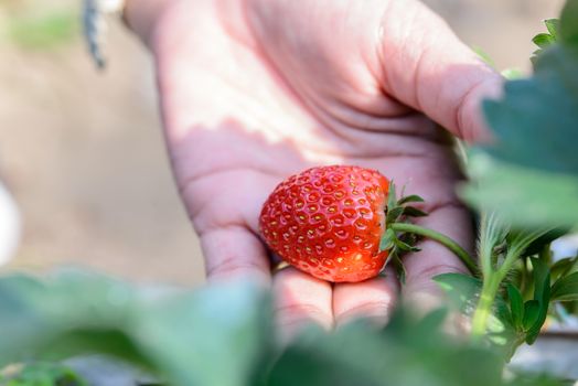 fresh strawberry in female hand on strawberry farm.