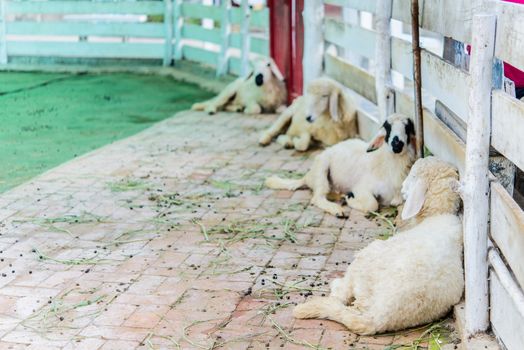 Group of sheep in farm.