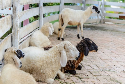 Group of sheep in farm.