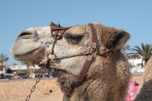 Camel safari in Fuerteventura
