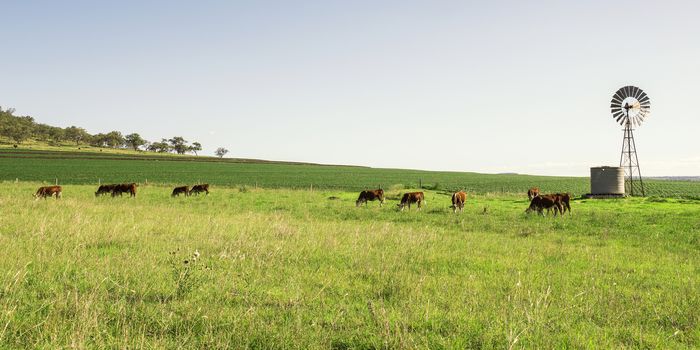 Heard of cows in a paddock during the day in Queensland