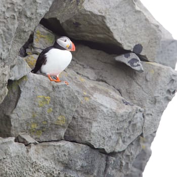 Colorful Puffin isolated in natural environment in Iceland