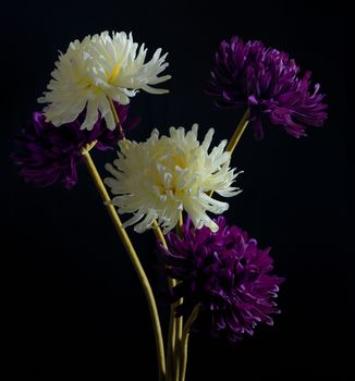 Chrysanthemum flowers in vase on black background