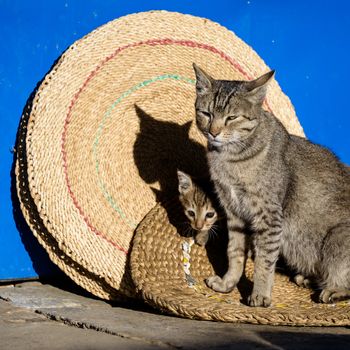 Mother cat and its kitten on round mats