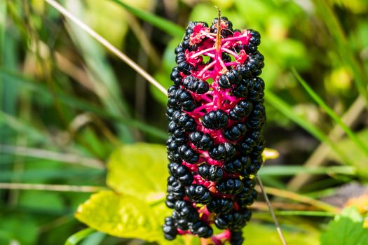 Mysterious flower with black fruits of summer 2016