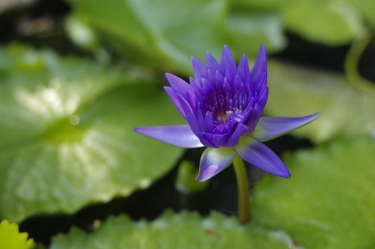 violet Lily in the pond on a bright sunny day, violet lotus flower in Thailand on Phuket Island