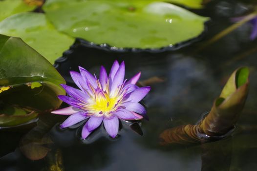 violet Lily in the pond on a bright sunny day, violet lotus flower in Thailand on Phuket Island