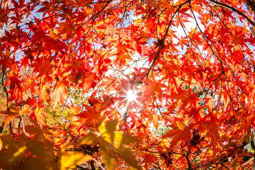 autumn leaves Yellow, orange and red in beautiful fall park.