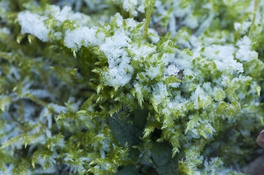 Close-up on crystals of frost on a green moss