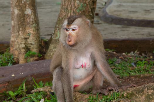 Play monkey sitting under the tree