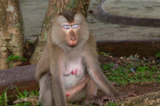 Play monkey sitting under the tree