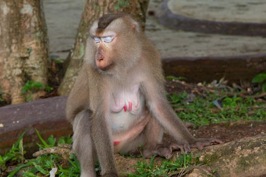 Play monkey sitting under the tree