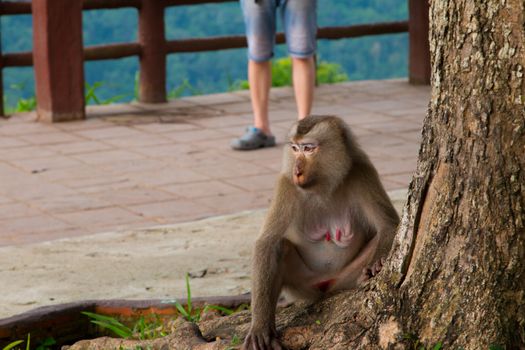 Play monkey sitting under the tree