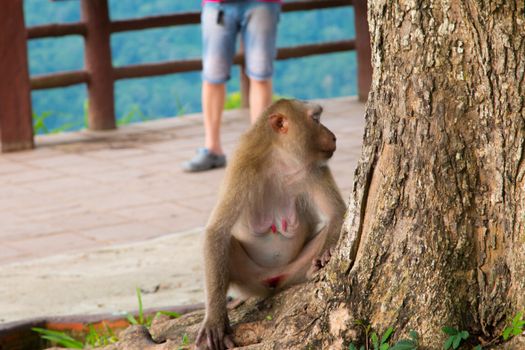 Play monkey sitting under the tree