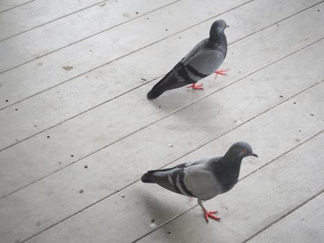 pigeon walk on wood floor. Two birds movement.