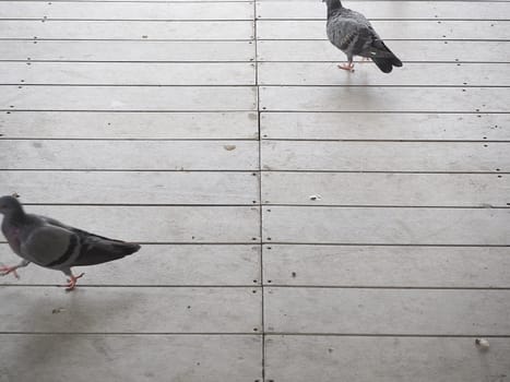 pigeon walk on wood floor. Two birds movement.