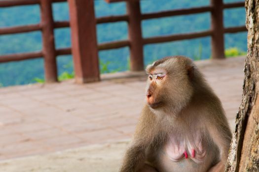 Play monkey sitting under the tree