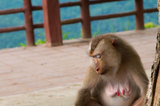 Play monkey sitting under the tree