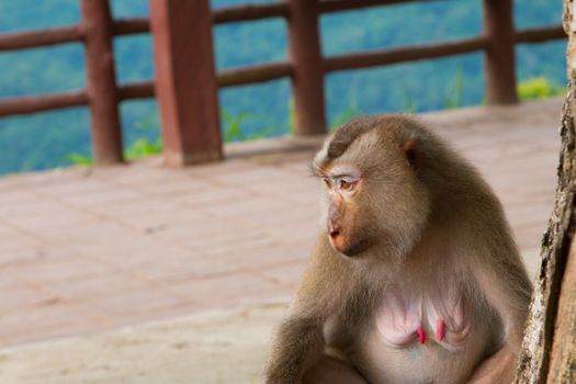 Play monkey sitting under the tree