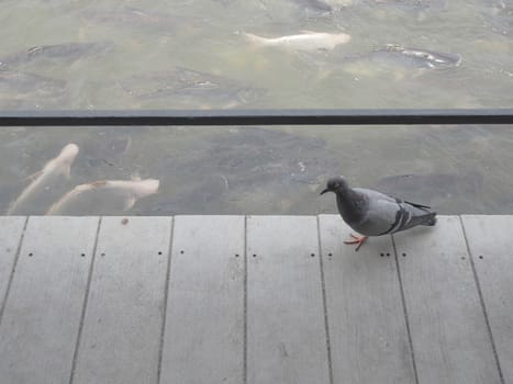 pigeon walk on wood floor. Dove movement near pond.