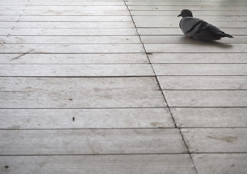 pigeon sit on wood floor.