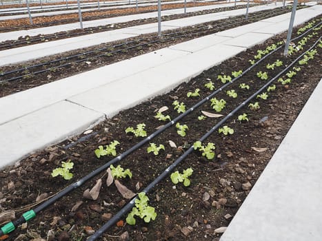 Salad and vegetable garden. Agricultural industry.