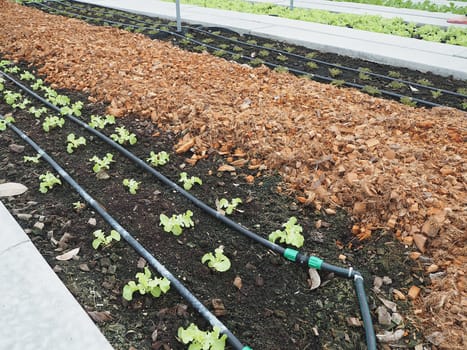 Salad and vegetable garden. Agricultural industry.