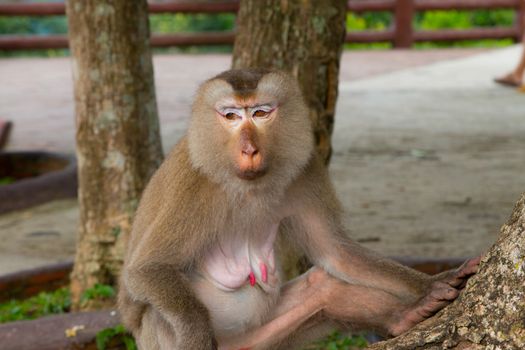 Play monkey sitting under the tree