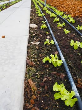 Salad and vegetable garden. Agricultural industry.