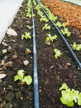 Salad and vegetable garden. Agricultural industry.