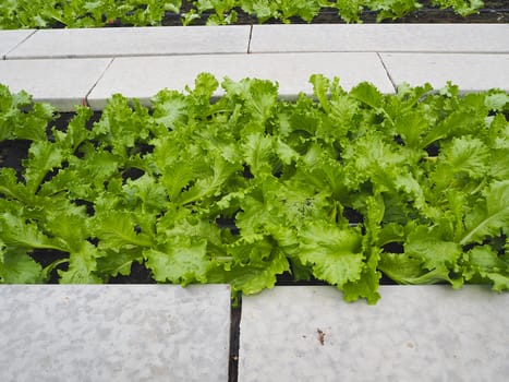 Salad and vegetable garden. Agricultural industry.