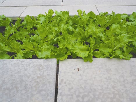 Salad and vegetable garden. Agricultural industry.