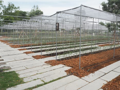 Salad and vegetable garden. Agricultural industry.