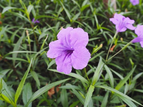 Purple Wildflower on nature background.