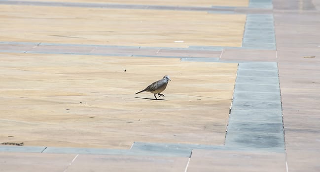 dove on tile floor in Thailand.