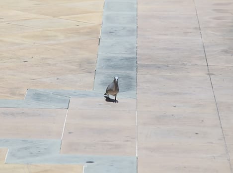 dove on tile floor in Thailand.