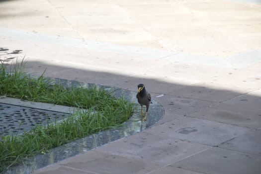 Magpie in garden Thailand.