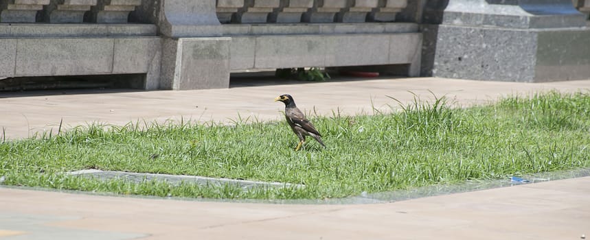 Magpie in garden Thailand.