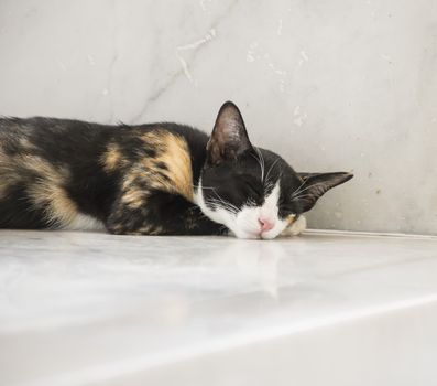 tabby cat sleep on white background.