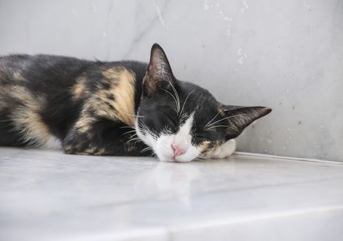 tabby cat sleep on white background.