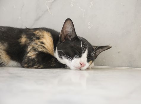 tabby cat sleep on white background.