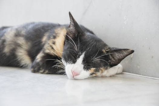 tabby cat sleep on white background.