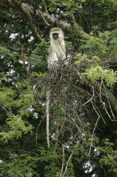 Wild monkey Africa field mammal animal