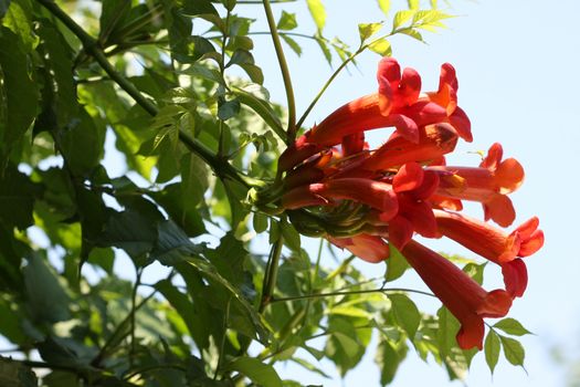 Close up of Tecoma radicans- kampsis flower