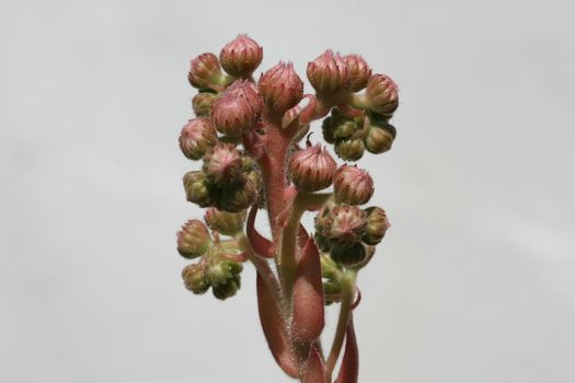 Close up of beautiful Sempervivum sp flowres