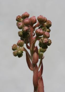 Close up of beautiful Sempervivum sp flowres