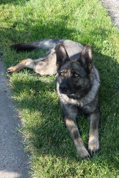 Beautiful German Shepherd resting and guarding the yard