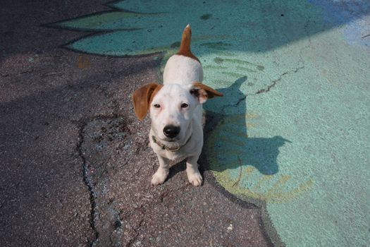 Cute puppy posing looking directly into the lens